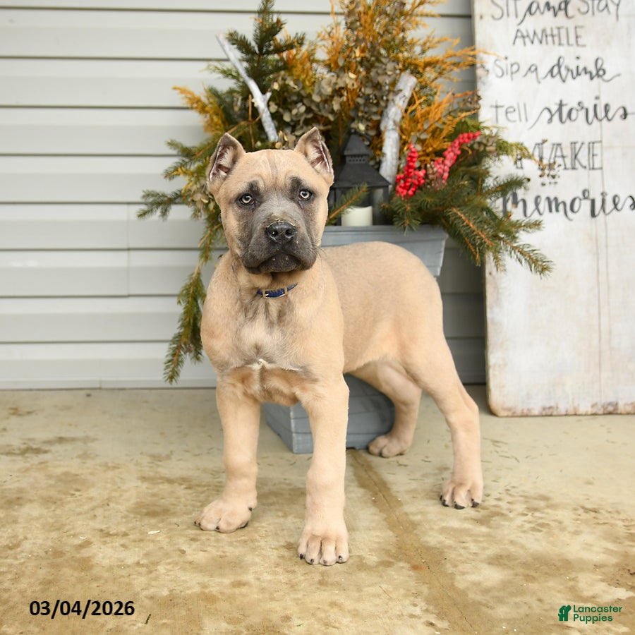 Cane Corso dogs Enzo - Ad 1