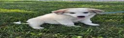 Great Pyrenees dogs for sale: George - Ad 3