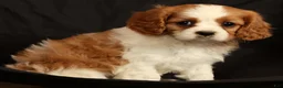Cavalier King Charles Spaniel dogs for sale: Petunia - Ad 7