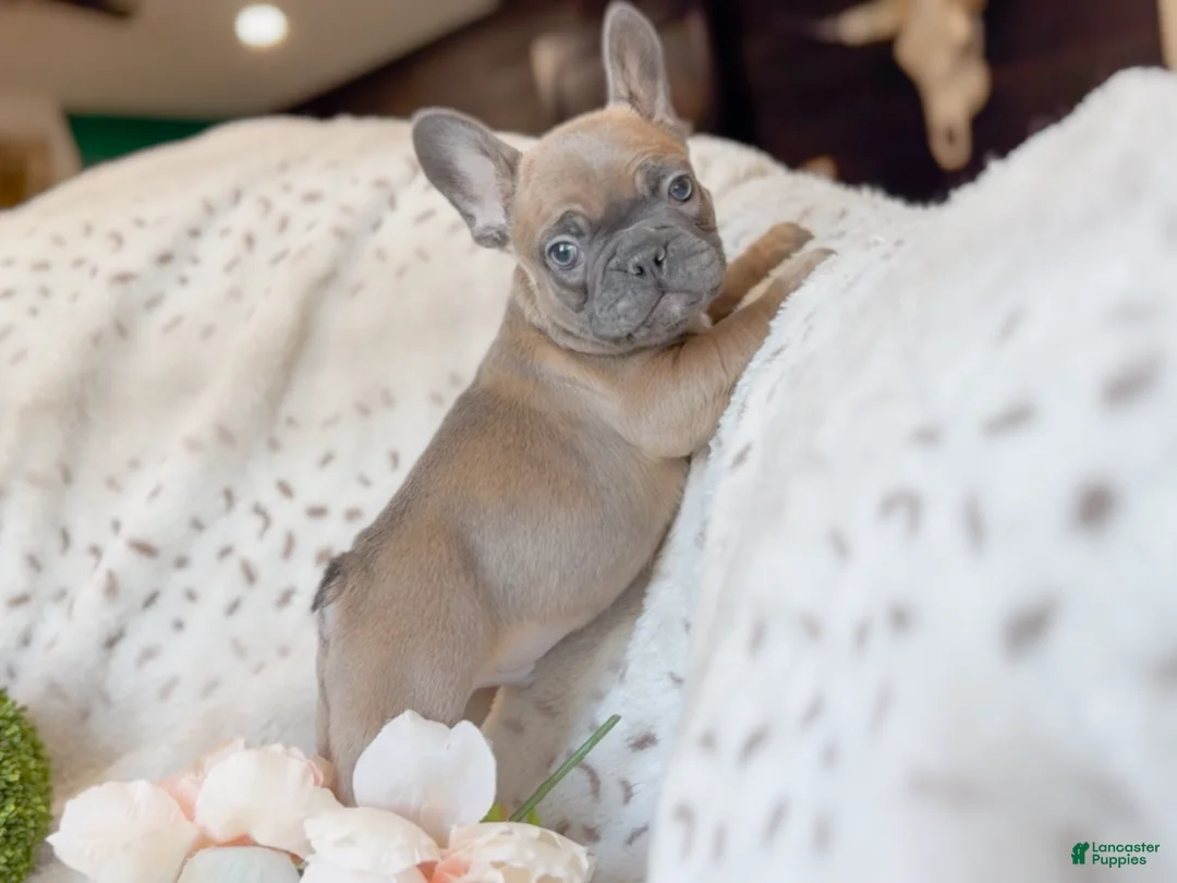 French Bulldog dogs for sale: Biscotti - Ad 2