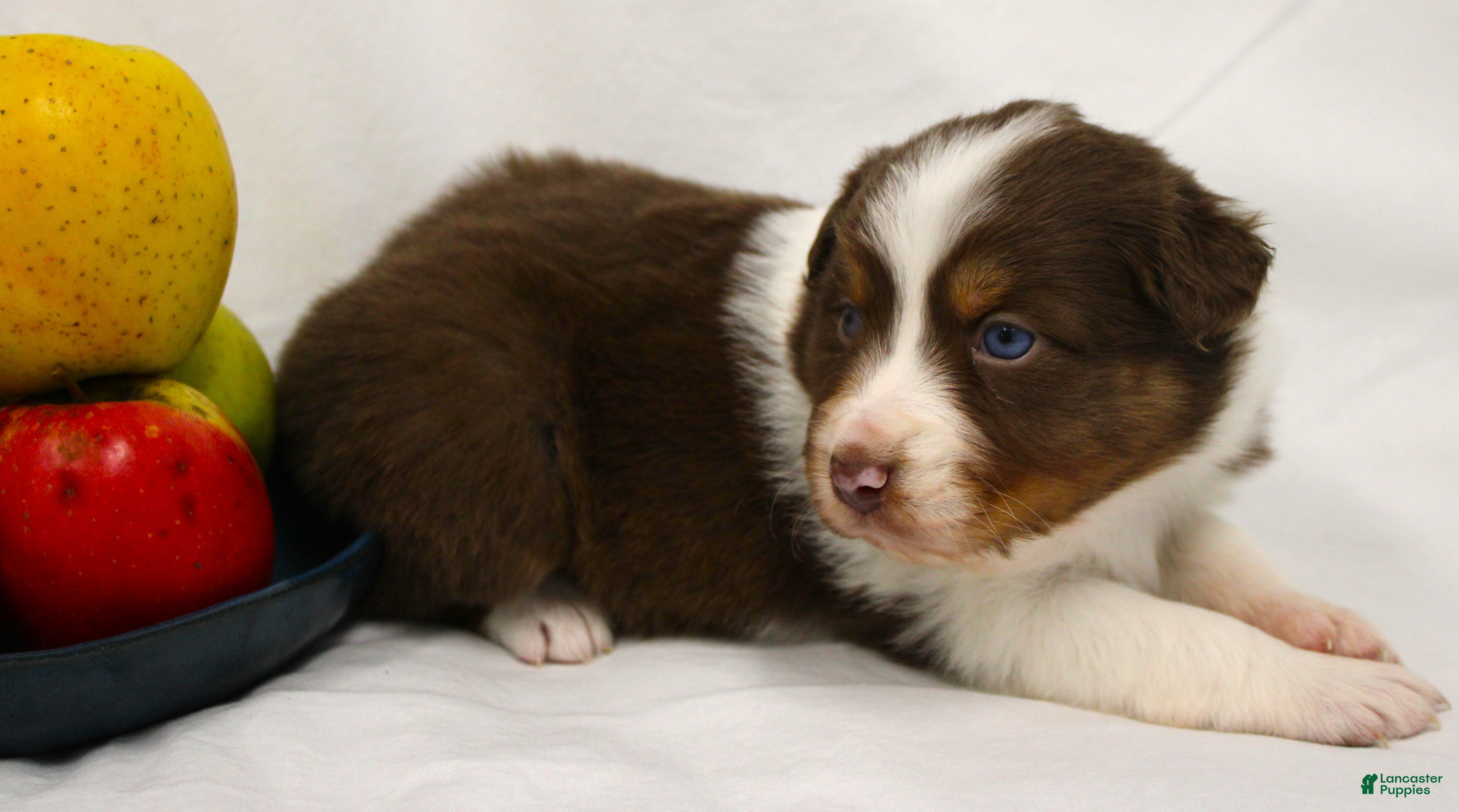 Australian Shepherd dogs Pixie - Ad 2
