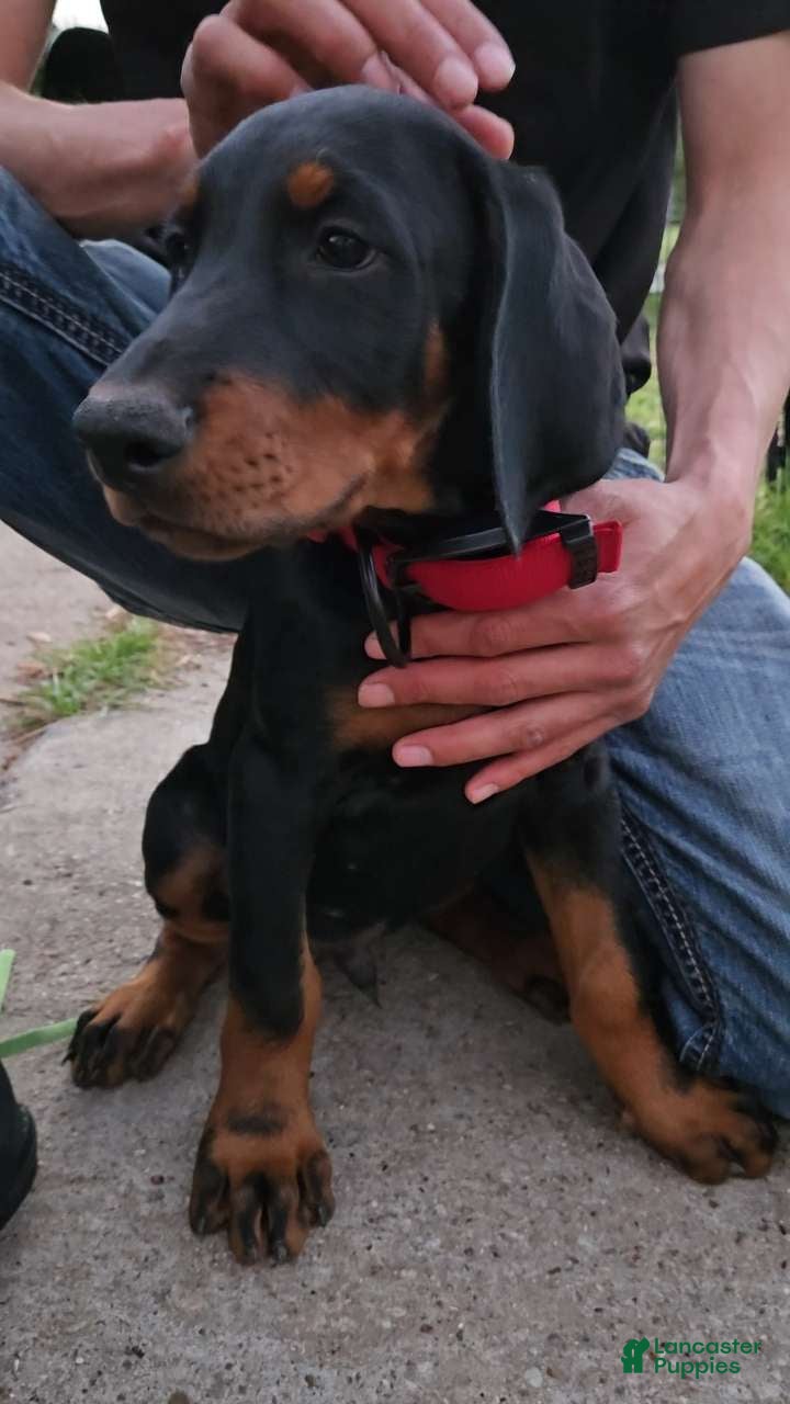 Doberman Pinscher dogs Doberman Pinscher Puppy 2 - Ad 1