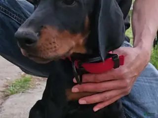 Doberman Pinscher dogs for sale: Doberman Pinscher Puppy 2 - Ad 2