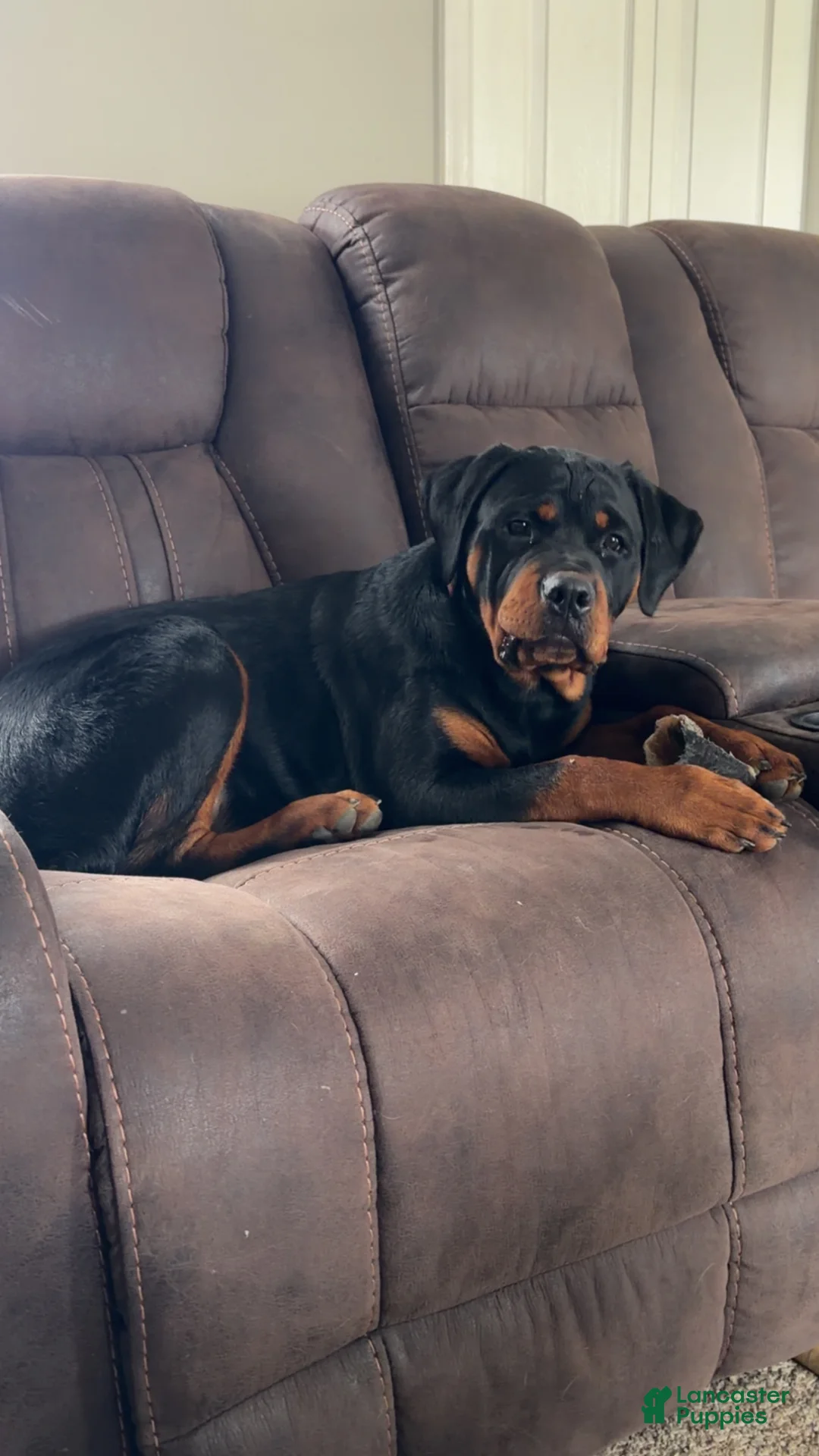 Rottweiler dogs for sale: Rottweiler Puppy 1 - Ad 5