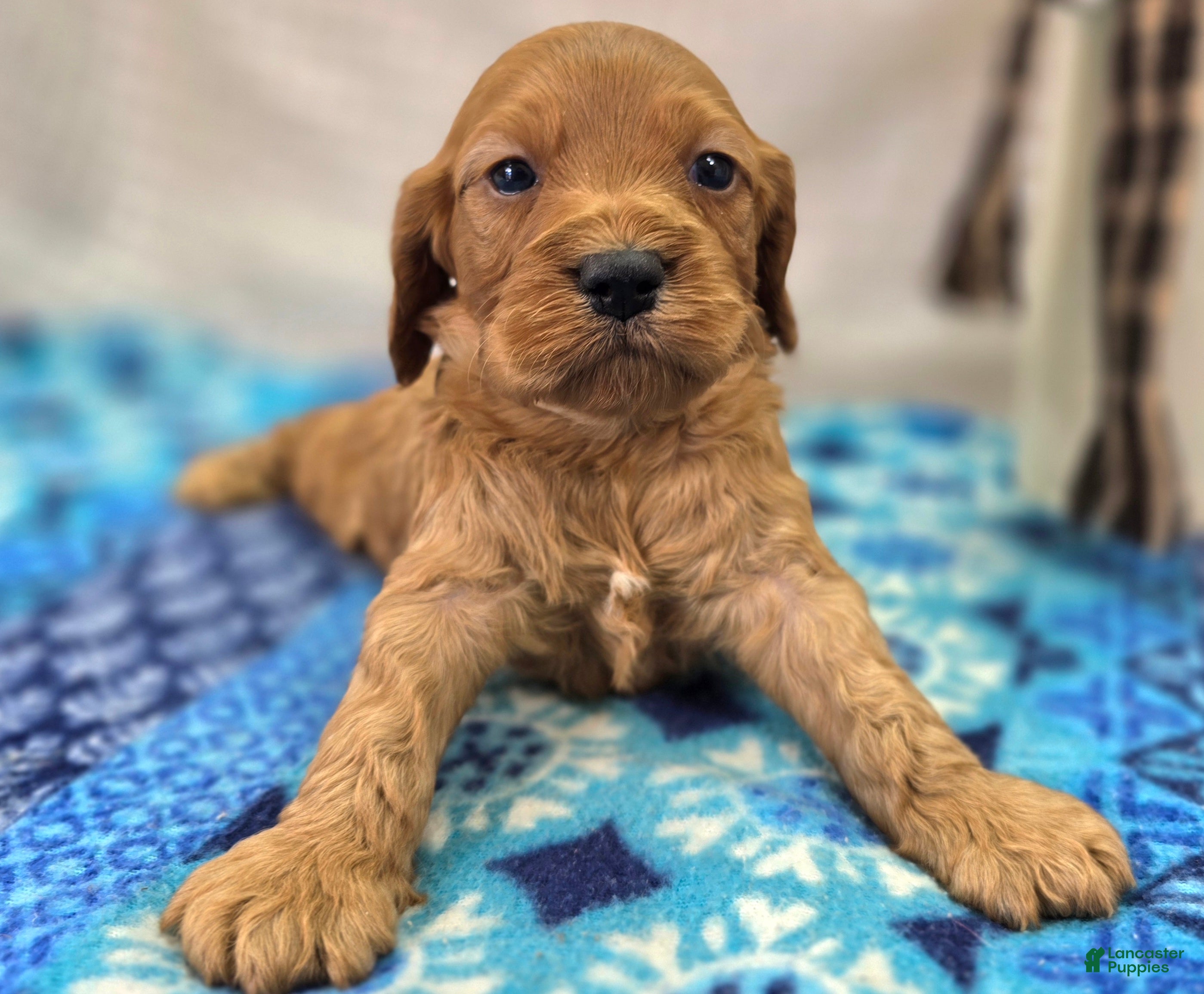 Cockapoo dogs Sundog - Ad 18