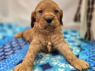 Cockapoo dogs Sundog - Ad 18