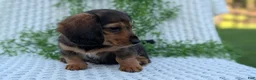 Miniature Dachshund dogs for sale: Riley - Ad 77