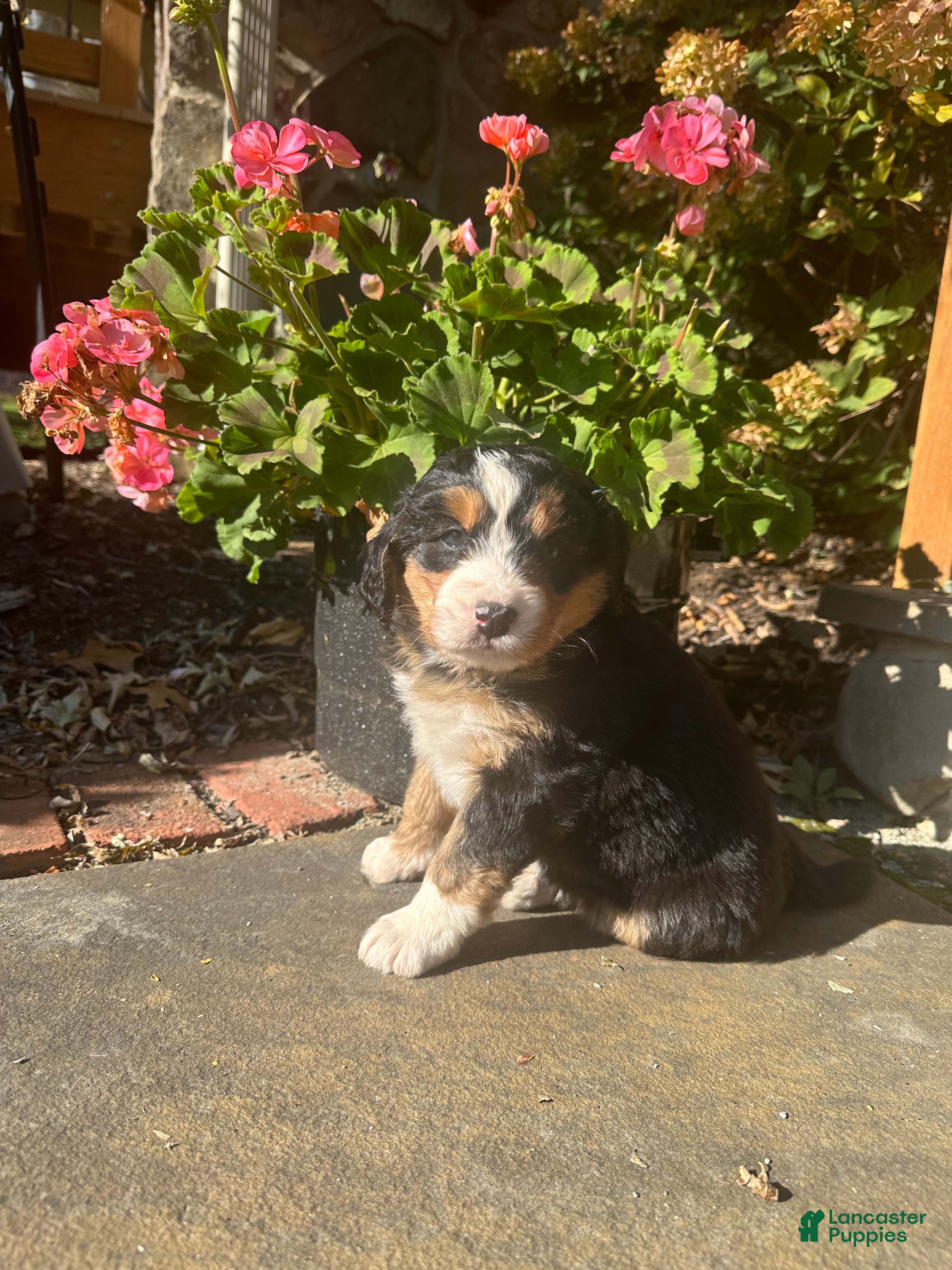 Mini Bernedoodle dogs for sale: Penne - Ad 1