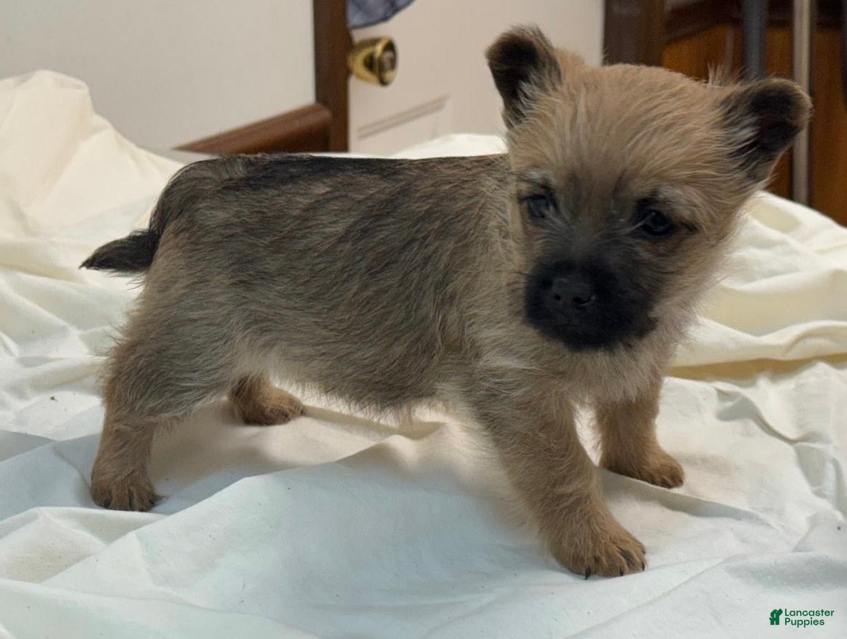 Cairn Terrier dogs Cairn Terrier Puppy 1 - Ad 1