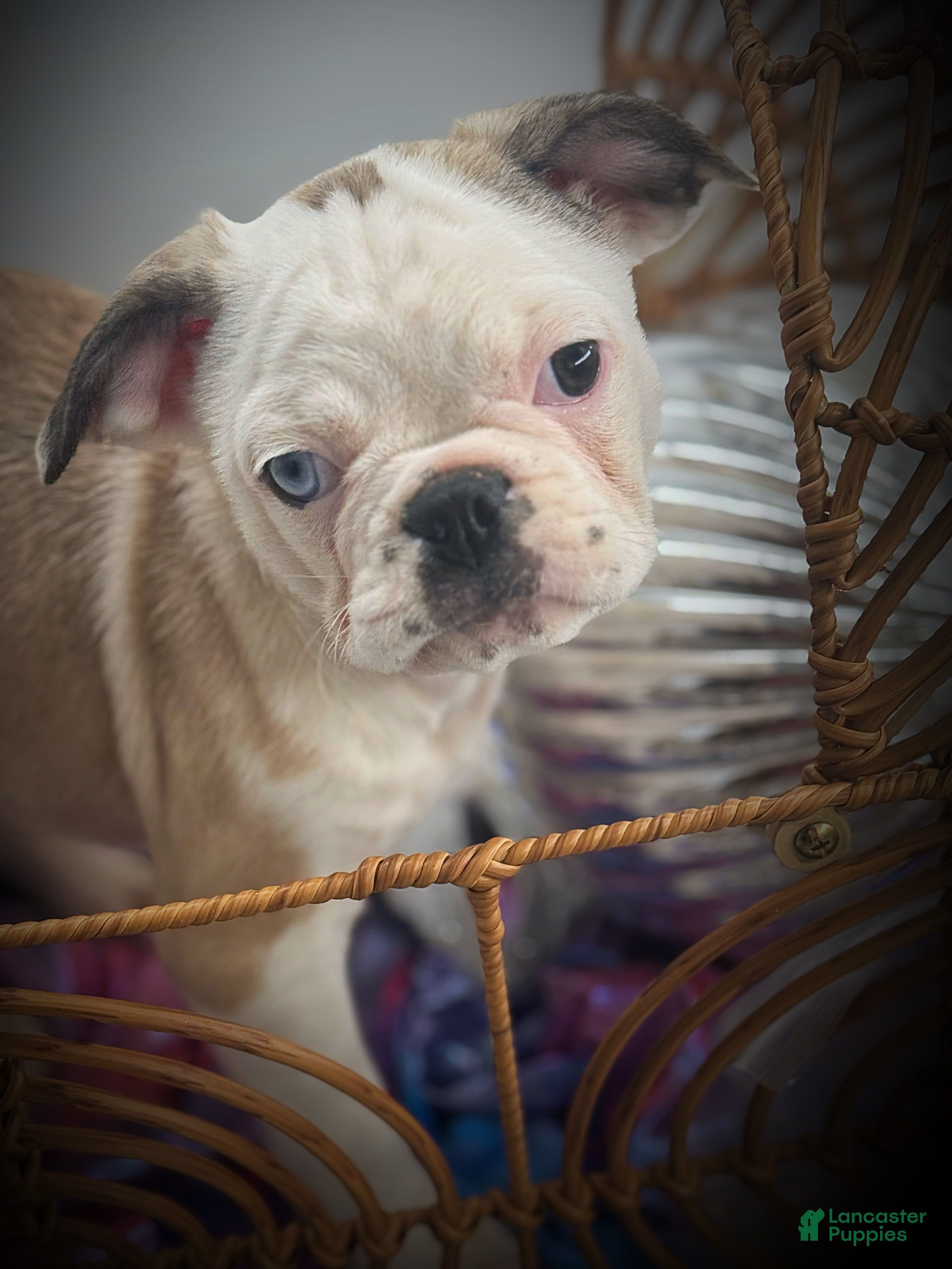 Frug dogs Almond - Ad 38