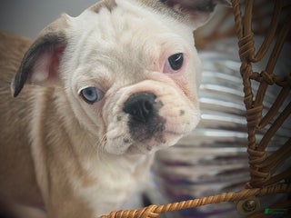 Frug dogs Almond - Ad 7