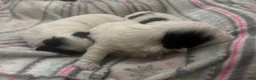Shih Tzu dogs for sale: Shih Tzu 4 - Ad 7