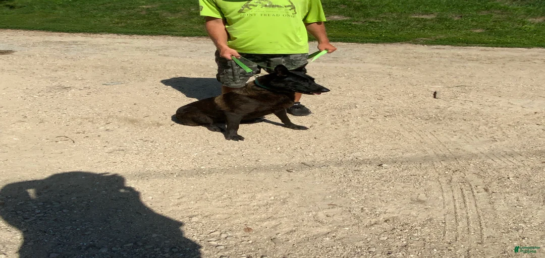 Gallery Image {{count}}