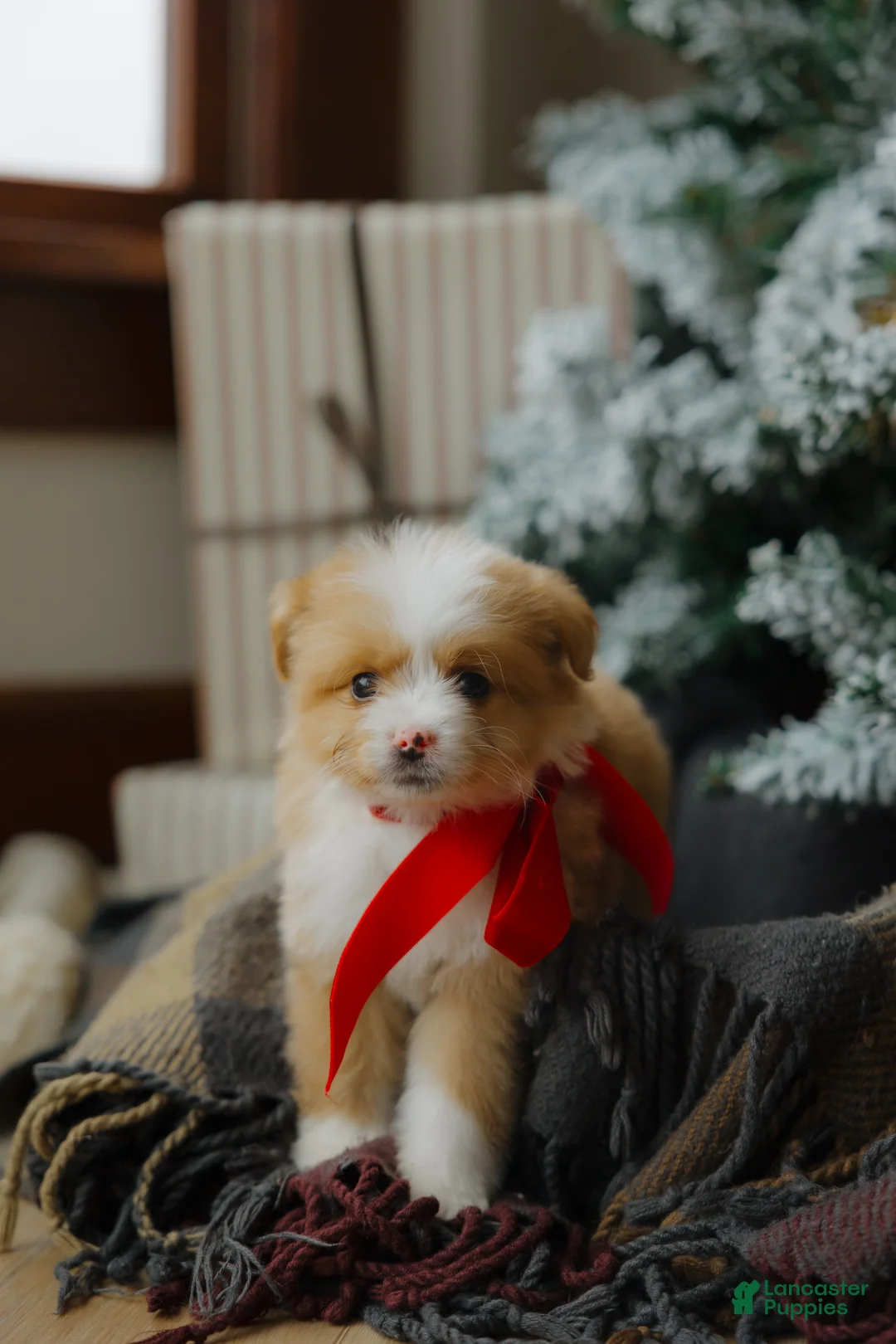 Mixed Breed dogs for sale: Honey Bear  - Ad 6