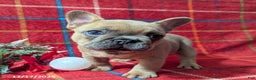 French Bulldog dogs for sale: Amy - Ad 1