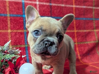 French Bulldog dogs Amy - Ad 14