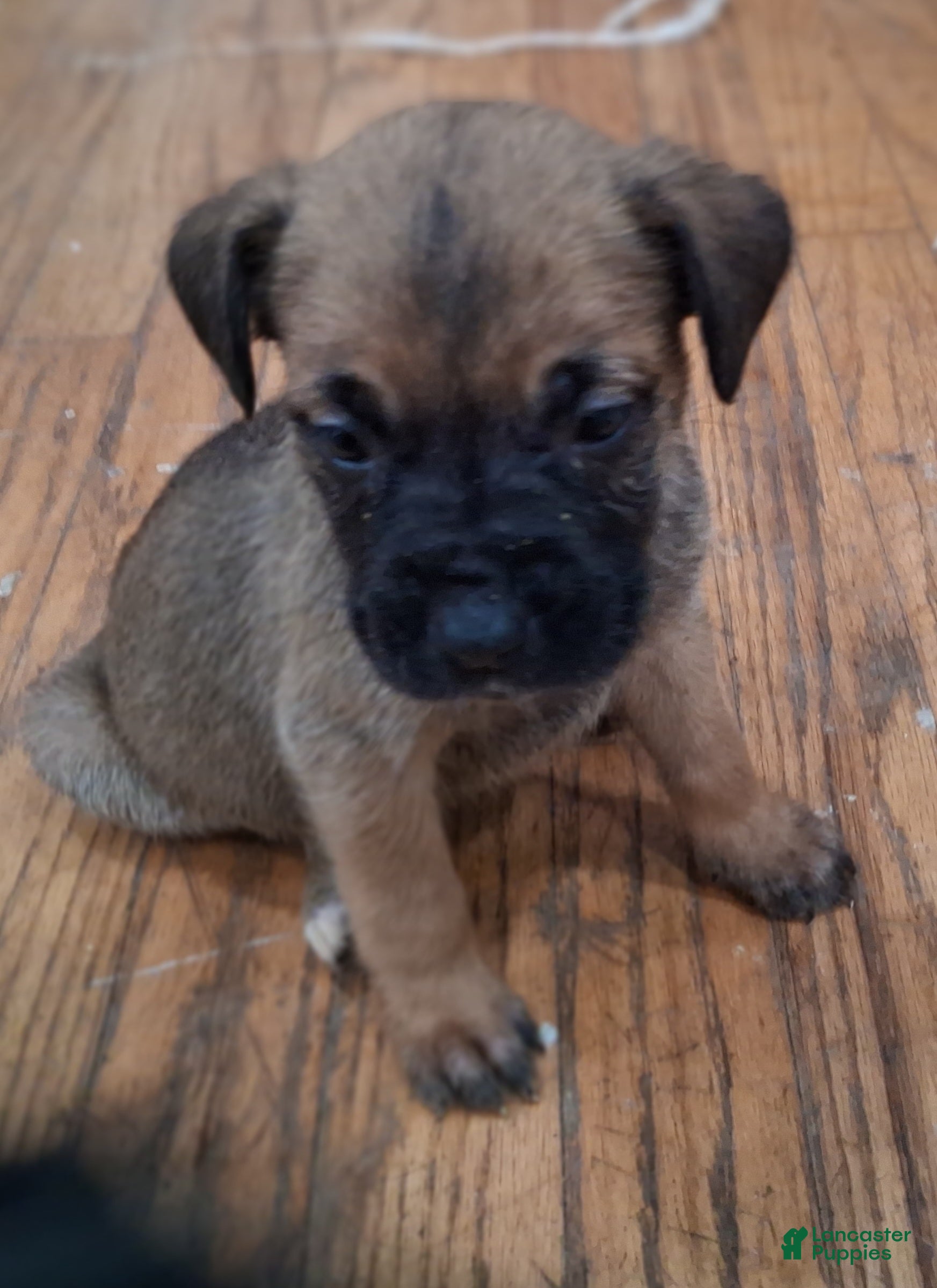 Cane Corso dogs Cane Corso Puppy 10 - Ad 40