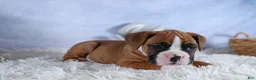 Boxer dogs for sale: Sawyer - Ad 18