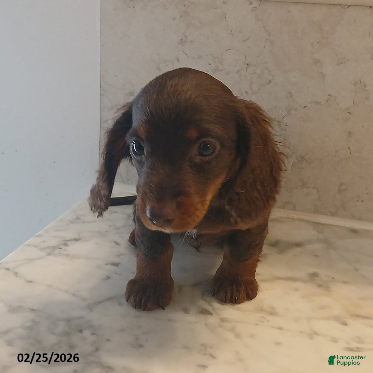 Miniature Dachshund dogs Hershey EXTRA SMALL - Ad 1