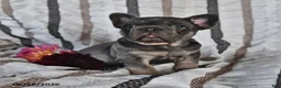 French Bulldog dogs for sale: Ollie  - Ad 5