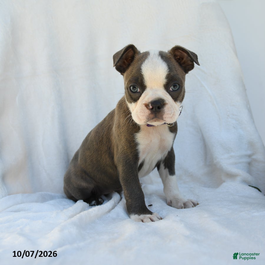 Boston Terrier dogs Aurora - Ad 2