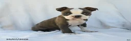 Boston Terrier dogs for sale: Aurora - Ad 2