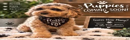 Cockapoo dogs for sale: Harlow  - Ad 4