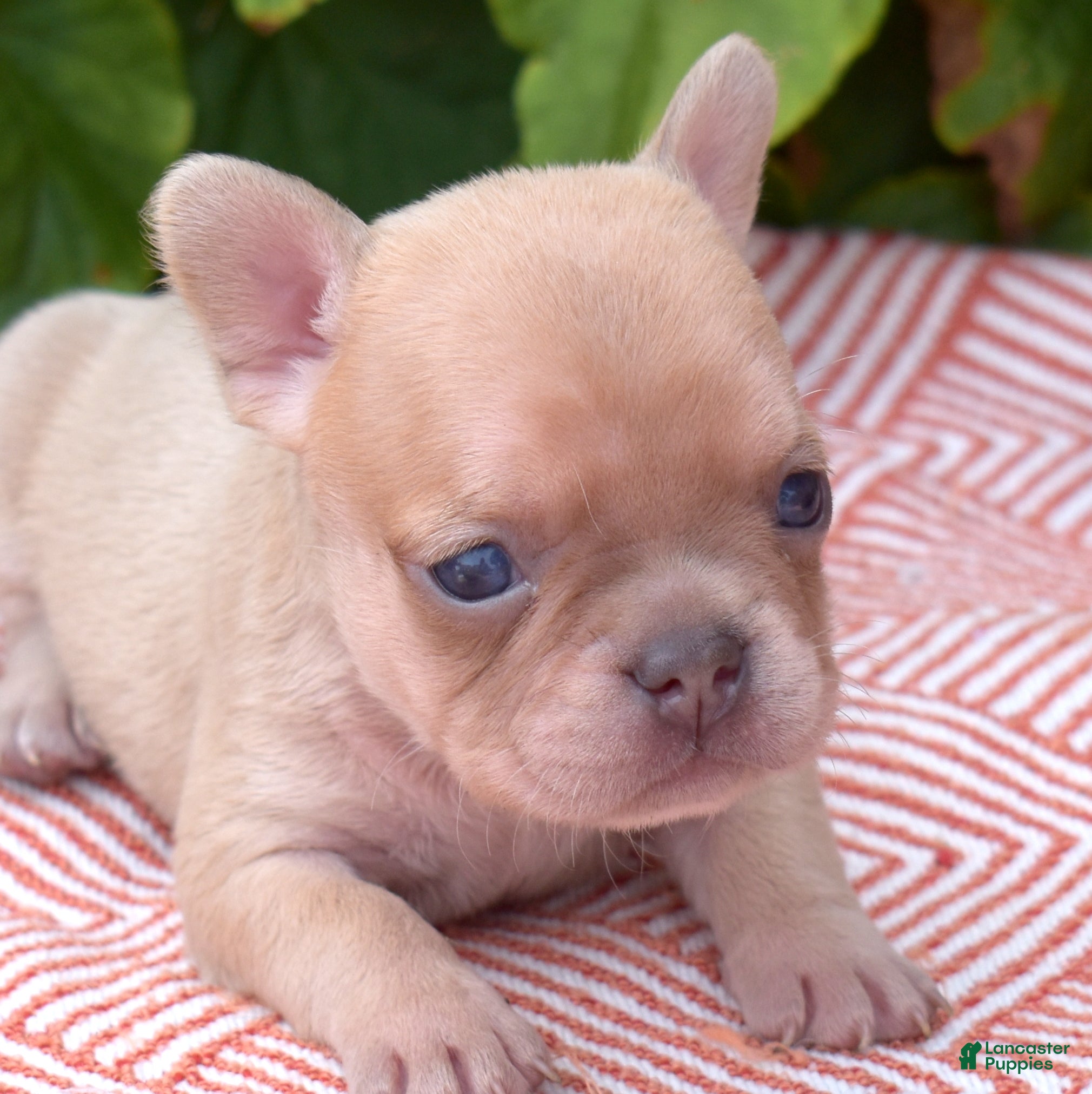 French Bulldog dogs Autumn - Ad 2