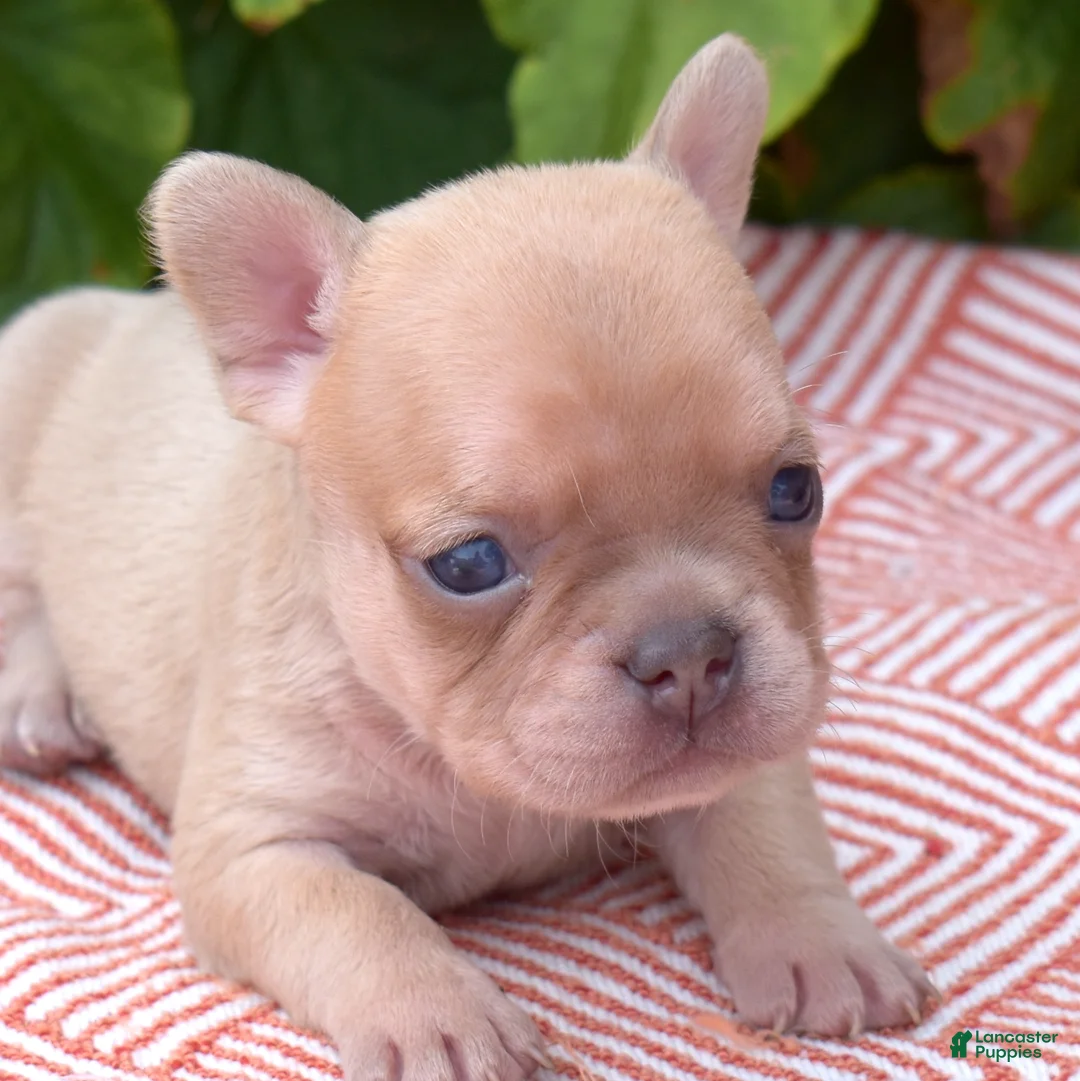 French Bulldog dogs for sale: Autumn - Ad 2