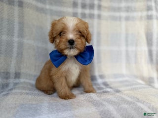 Cavapoo dogs River - Ad 17