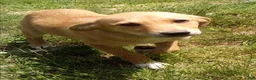 Mixed Breed dogs for sale: Angola - Ad 1