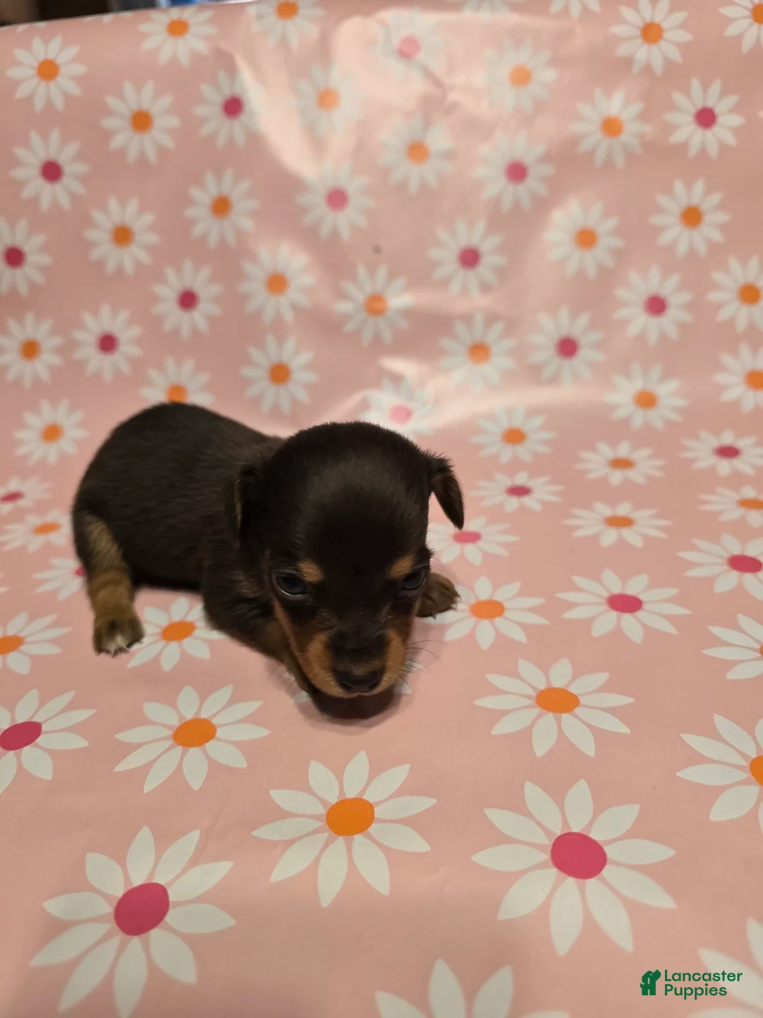 Miniature Dachshund dogs for sale: Honey - Ad 2