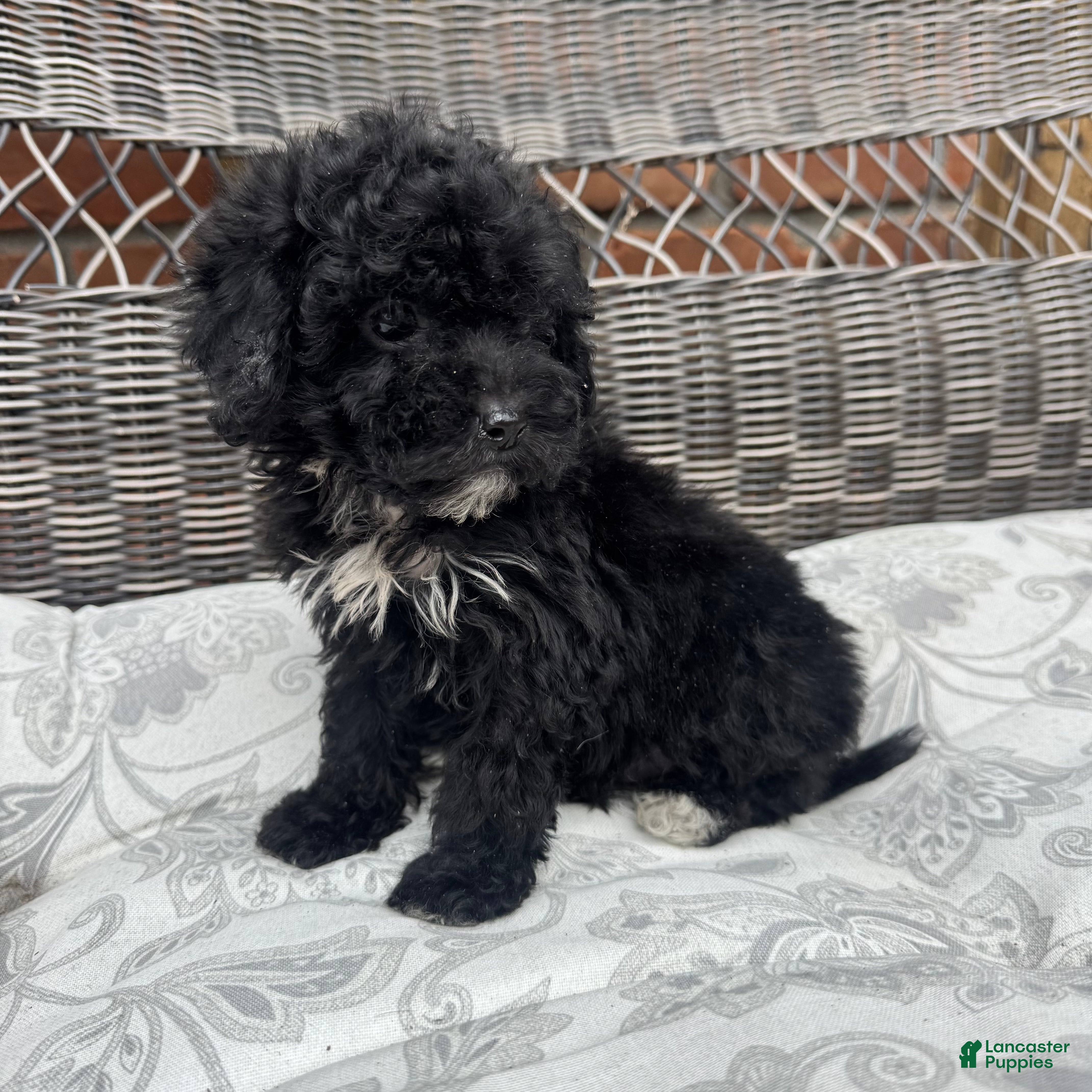 Miniature Poodle dogs Carly - Ad 2