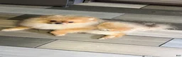 Pomeranian dogs for sale: Pomeranian Puppy 3 - Ad 6
