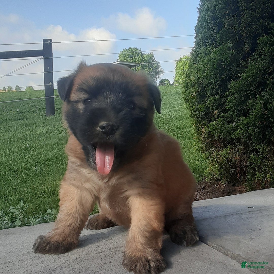 Gallery Image {{count}}