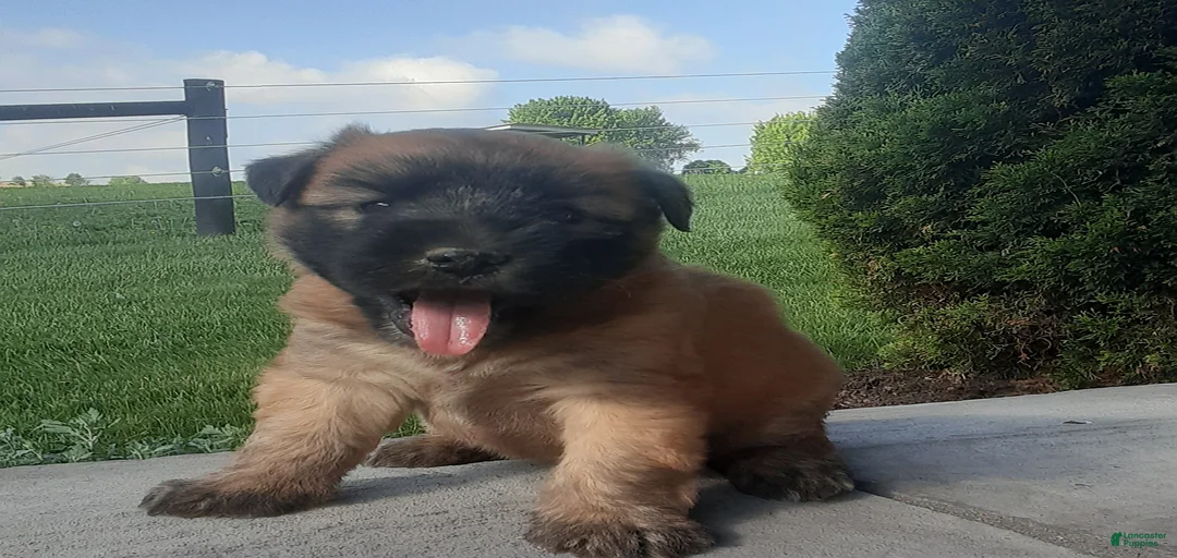 Gallery Image {{count}}