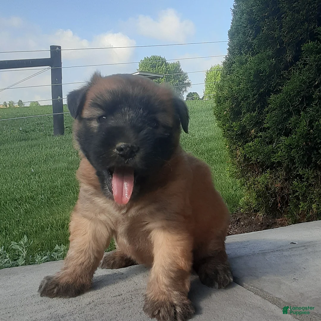 Gallery Image {{count}}