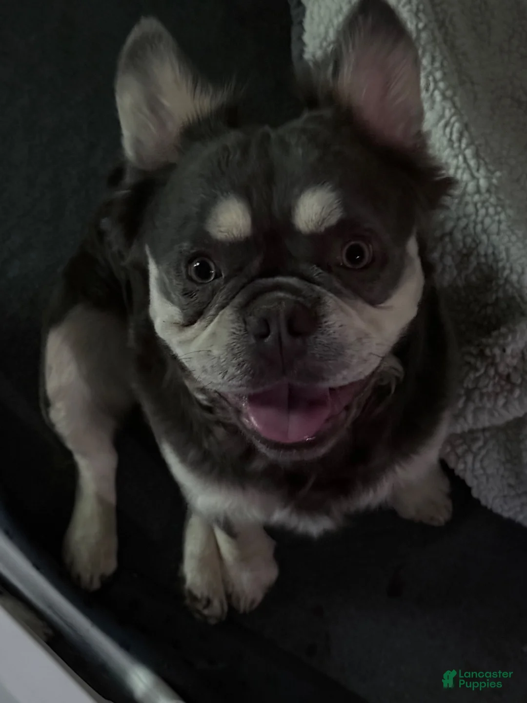 French Bulldog dogs for sale: French Bulldog 2 - Ad 3