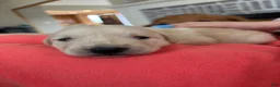 Mixed Breed dogs for sale: Lavender Collar - Ad 10
