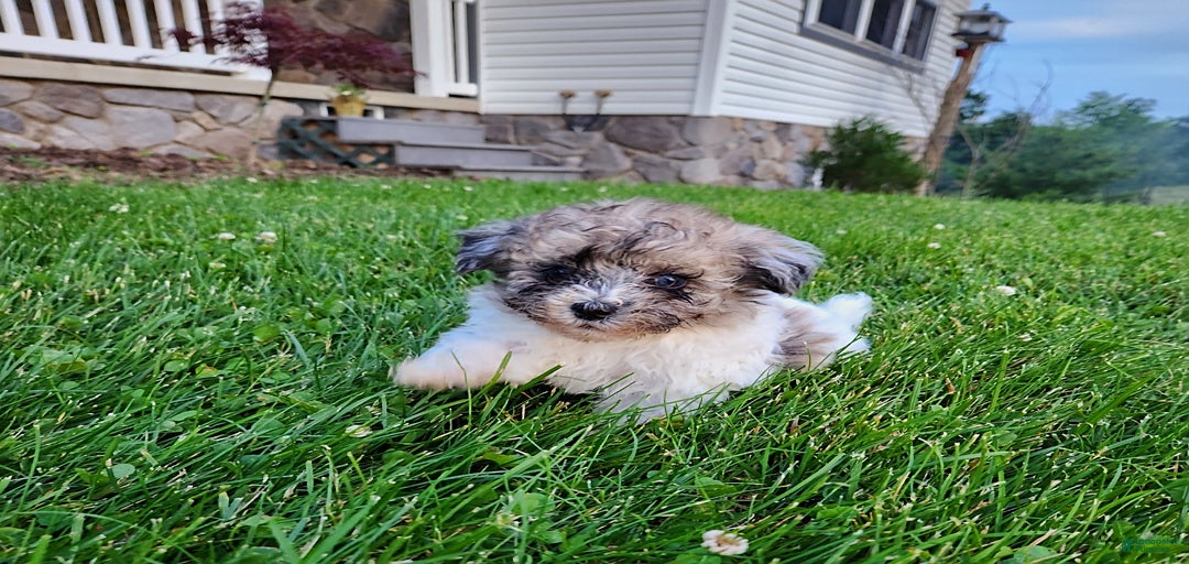 Gallery Image {{count}}