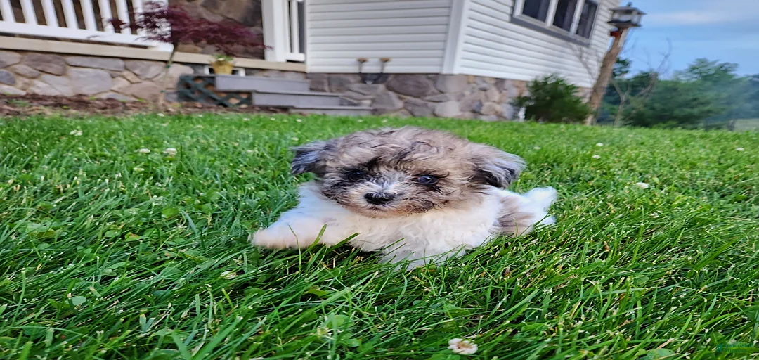 Gallery Image {{count}}