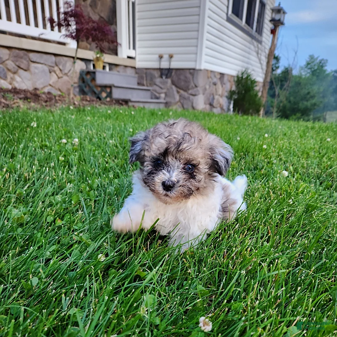 Gallery Image {{count}}