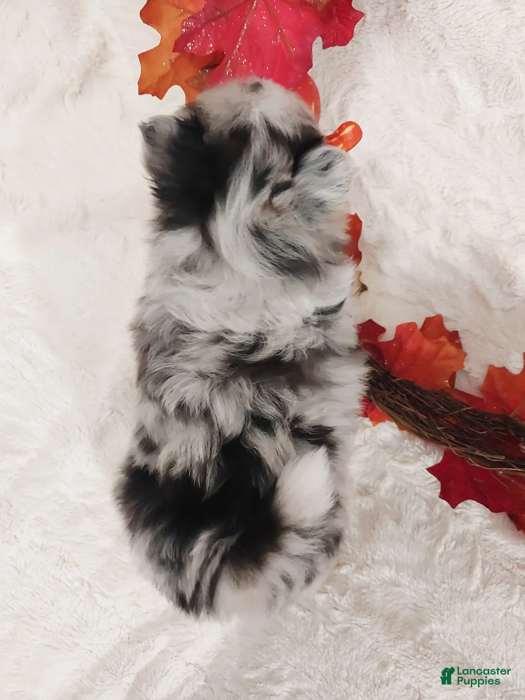 Pomeranian dogs for sale: Aliyah - Ad 2