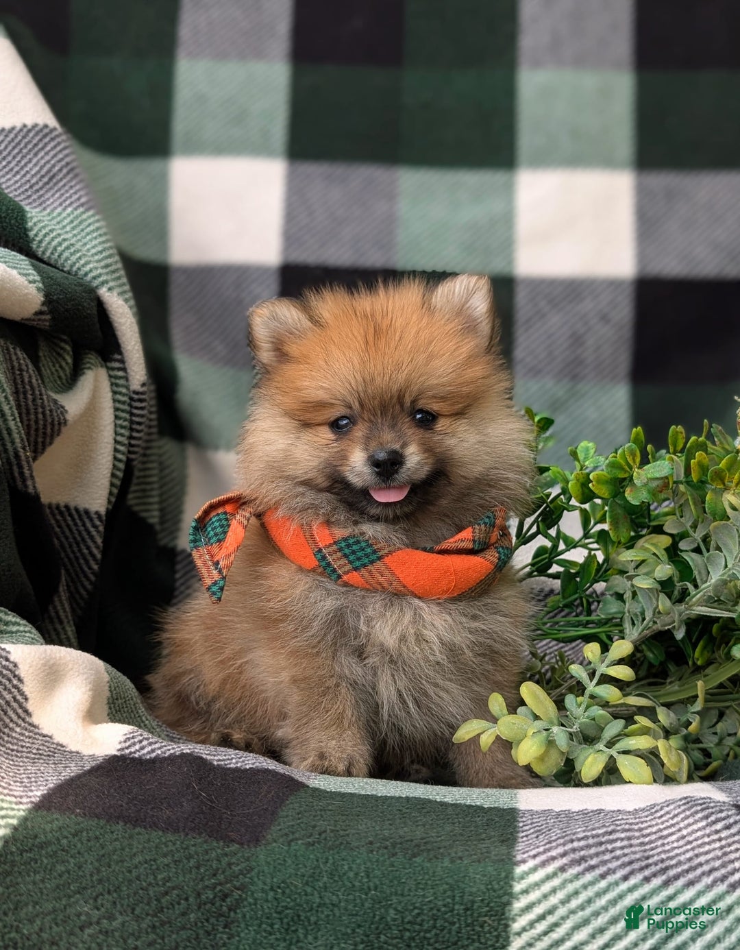Pomeranian dogs for sale: MacDuff Genetic Testing 9 lbs Full Grown - Ad 14