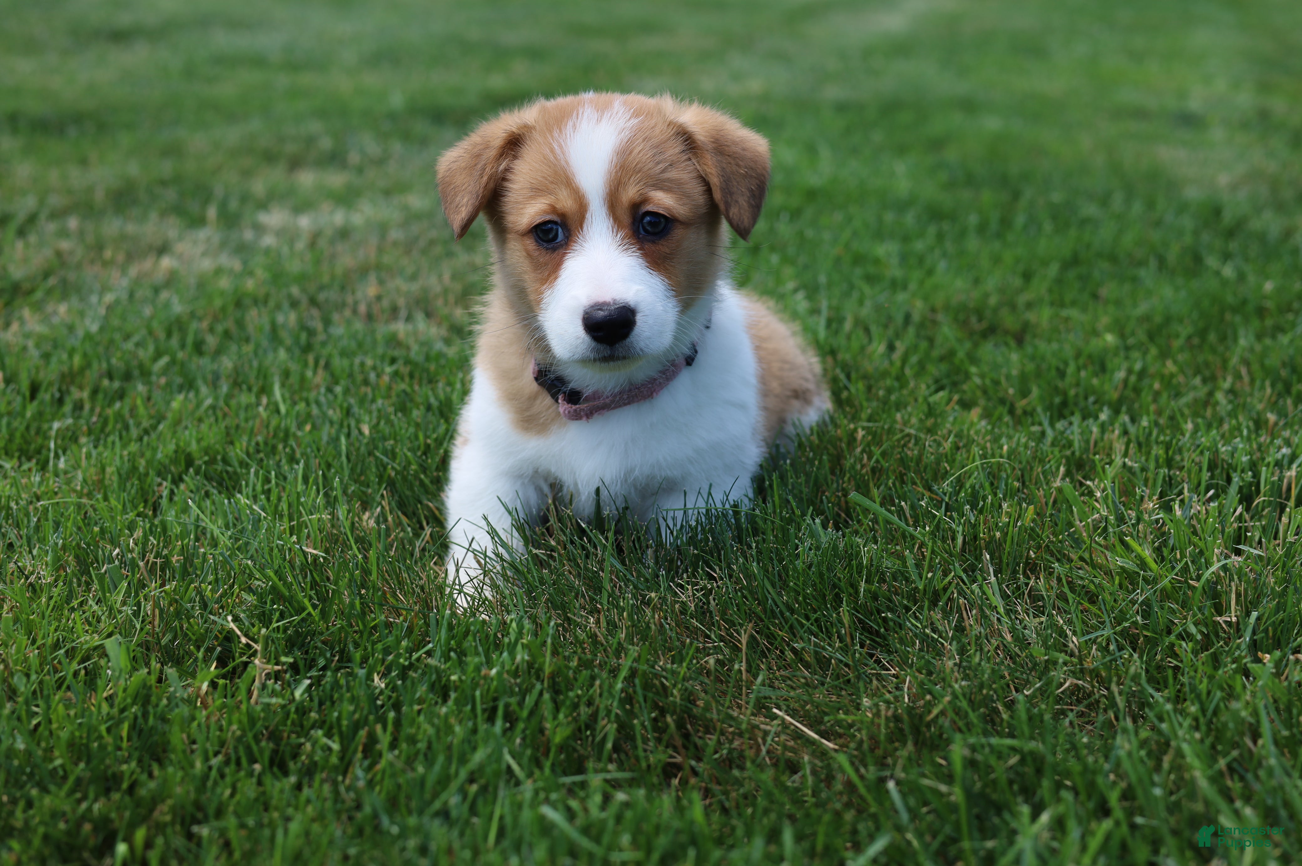 Welsh Corgi Pembroke dogs Shophie  - Ad 2