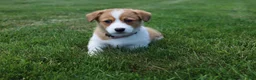 Welsh Corgi Pembroke dogs for sale: Shophie  - Ad 2