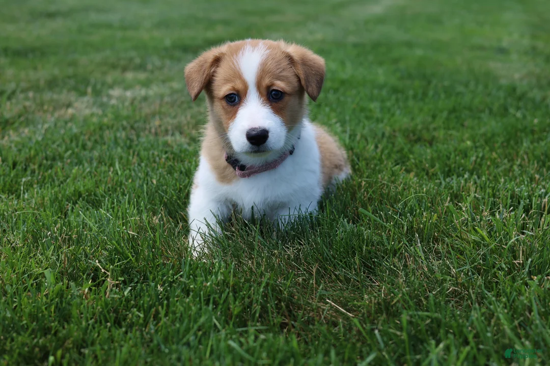 Welsh Corgi Pembroke dogs for sale: Shophie  - Ad 2