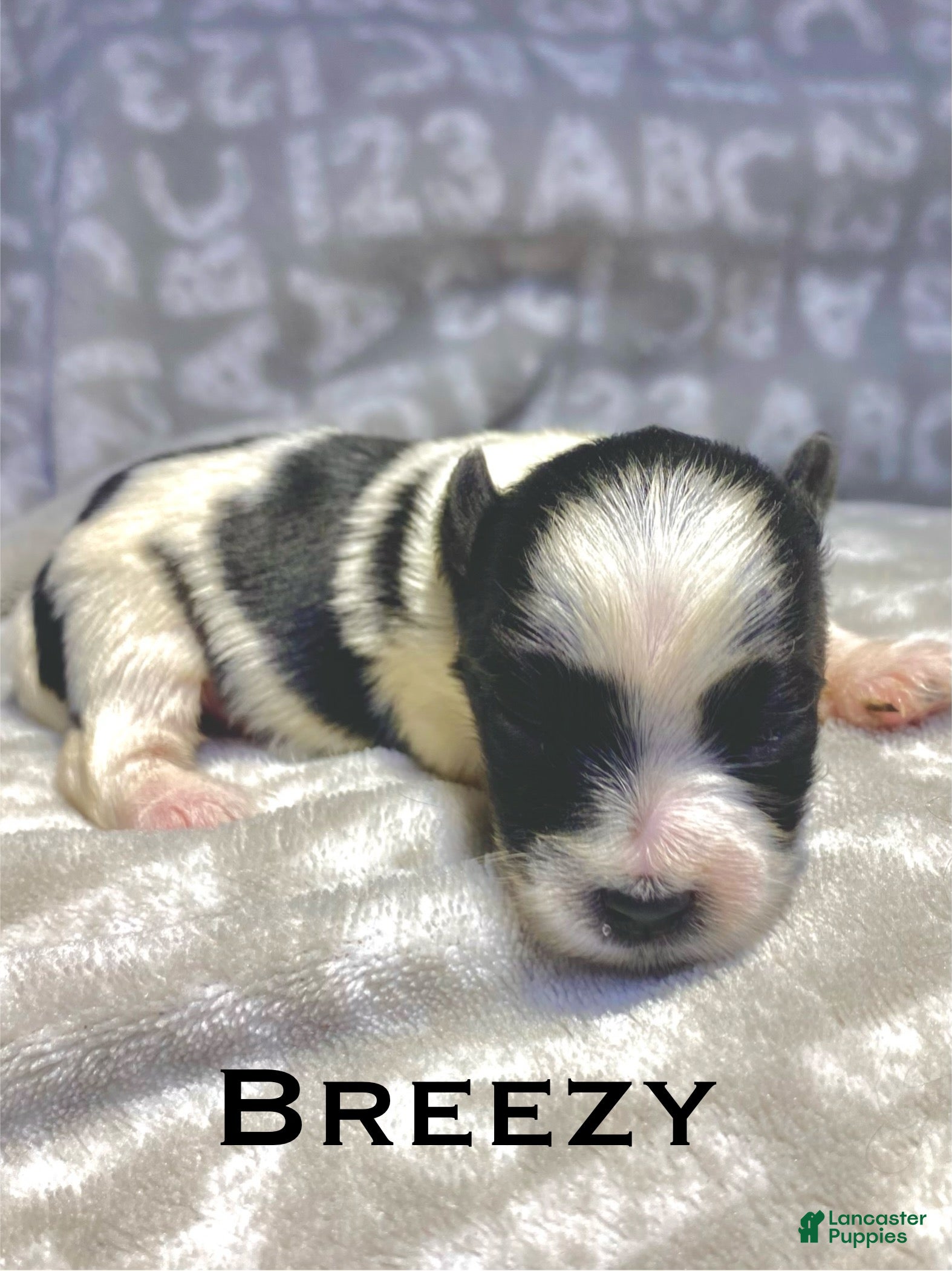 Biewer Terrier dogs Breezy - Ad 1
