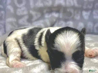 Biewer Terrier dogs Breezy - Ad 1