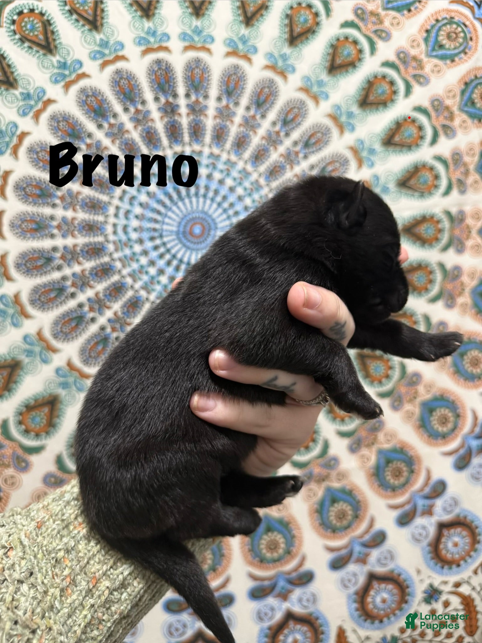 German Shepherd dogs Bruno - Ad 1